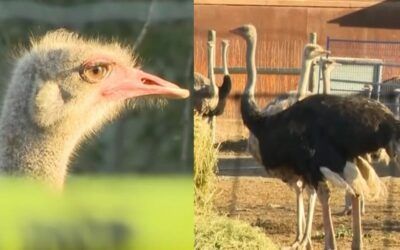 Canadian firing squad opens fire on more than 300 ostriches after rescue efforts fail