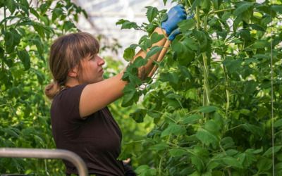 Labor Department fines California grower for violations