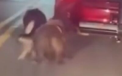 Abuser drags two dogs behind car in horrific scene out of Queens