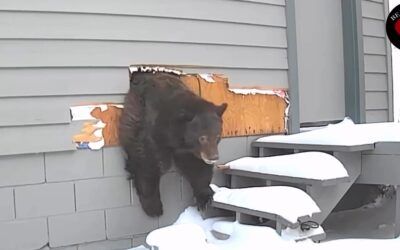 Homeowner finally boots giant bear squatting under his house – with vegetable oil