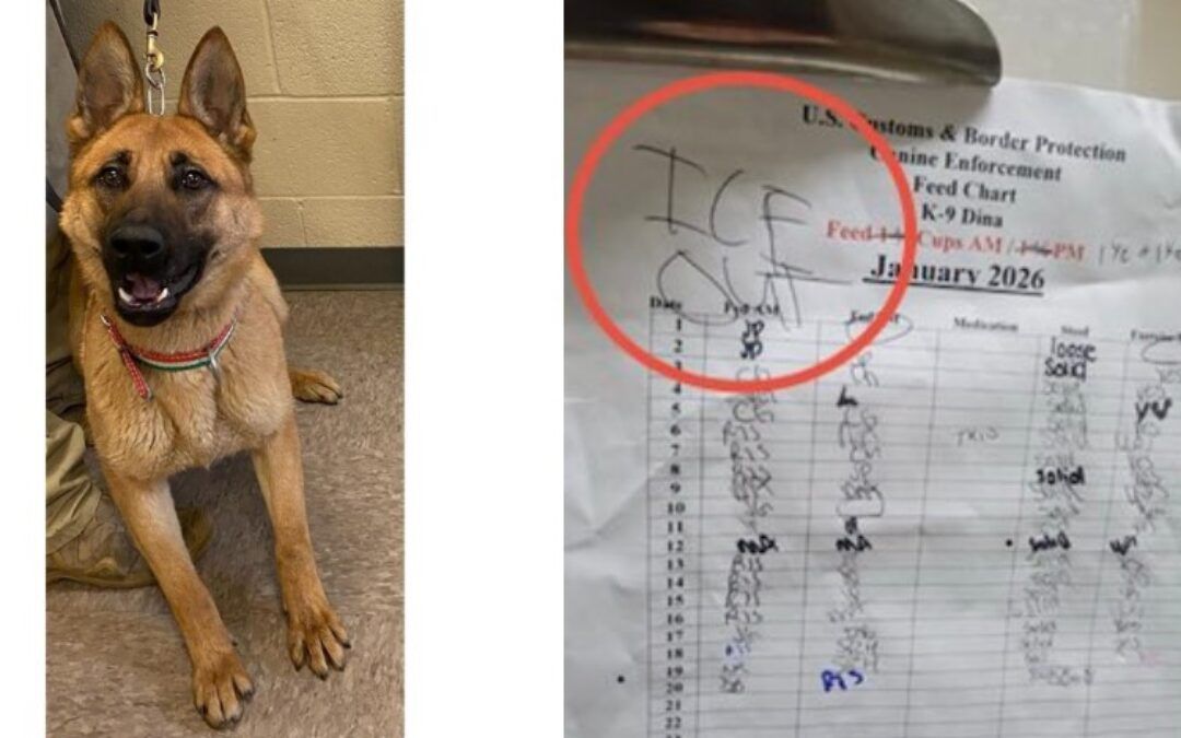 Sick anti-ICE thugs reportedly even targeting law enforcement DOGS!