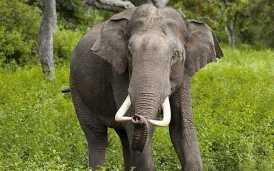 Homicidal elephant keeps killing people in tourist hotspot, official says
