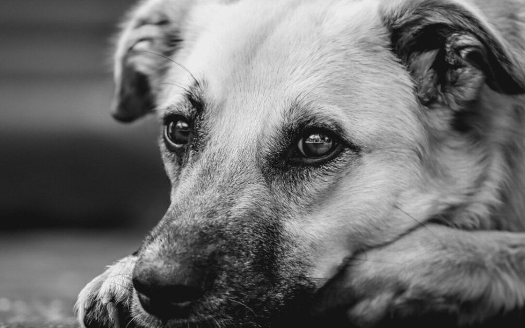 Airline requires paperwork for dog to fly so owner abandons it –and gets what she deserves