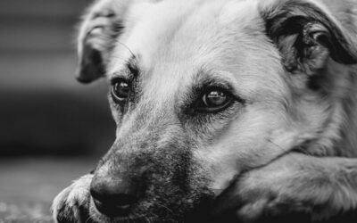 Dogs are being poisoned in UK parks and nobody can talk about who may be doing it