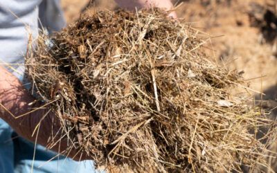 Oklahoma advances bill to turn dead humans into actual fertilizer