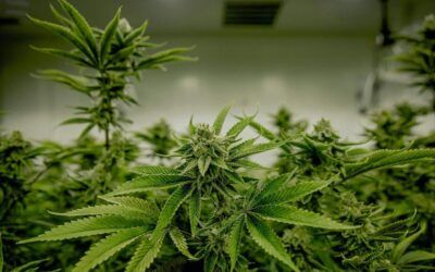 Trump moves medical marijuana to Schedule III in historic shift