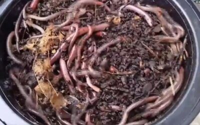 California has asexual jumping ‘crazy worms’ and there’s no way to kill them. Sounds about right.