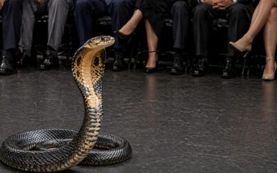 Cobra slithers up tourist’s pants during resort performance, turns vacation deadly