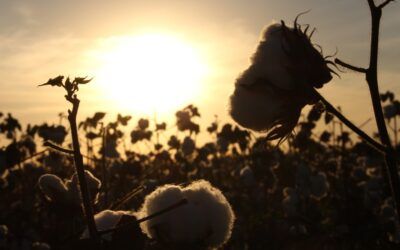 USDA plan rallies around American cotton farmers
