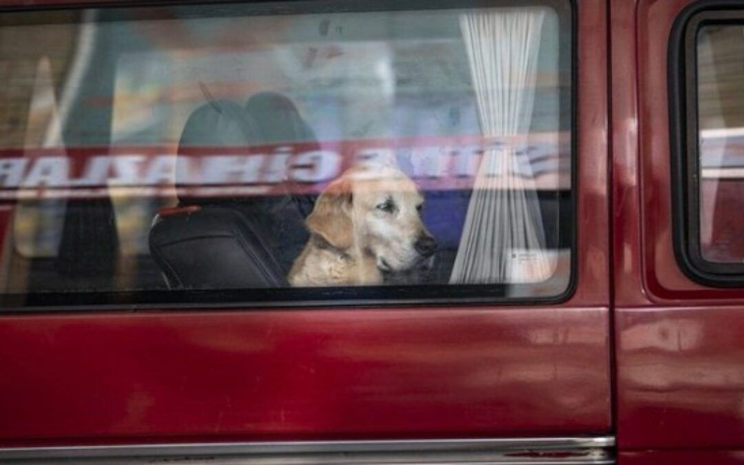 Nebraska pup accidentally blasts woman with shotgun at gas station