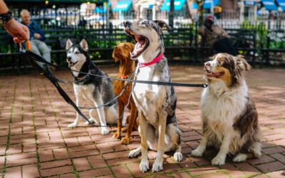 Minnesota school board member who stormed church wants dogs to urinate on ‘White corpses’