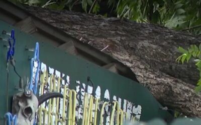 ‘Widow Maker’ pecan tree kills man eating at Texas BBQ, family sues for negligence