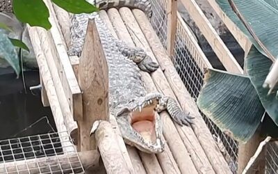 Stranger hurls toddler into crocodile enclosure at popular zoo, charged with attempted murder