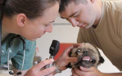 Family pets are overlooked victims of affordability crisis