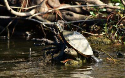 Environmental group sues to protect Pearl River Map Turtle habitat