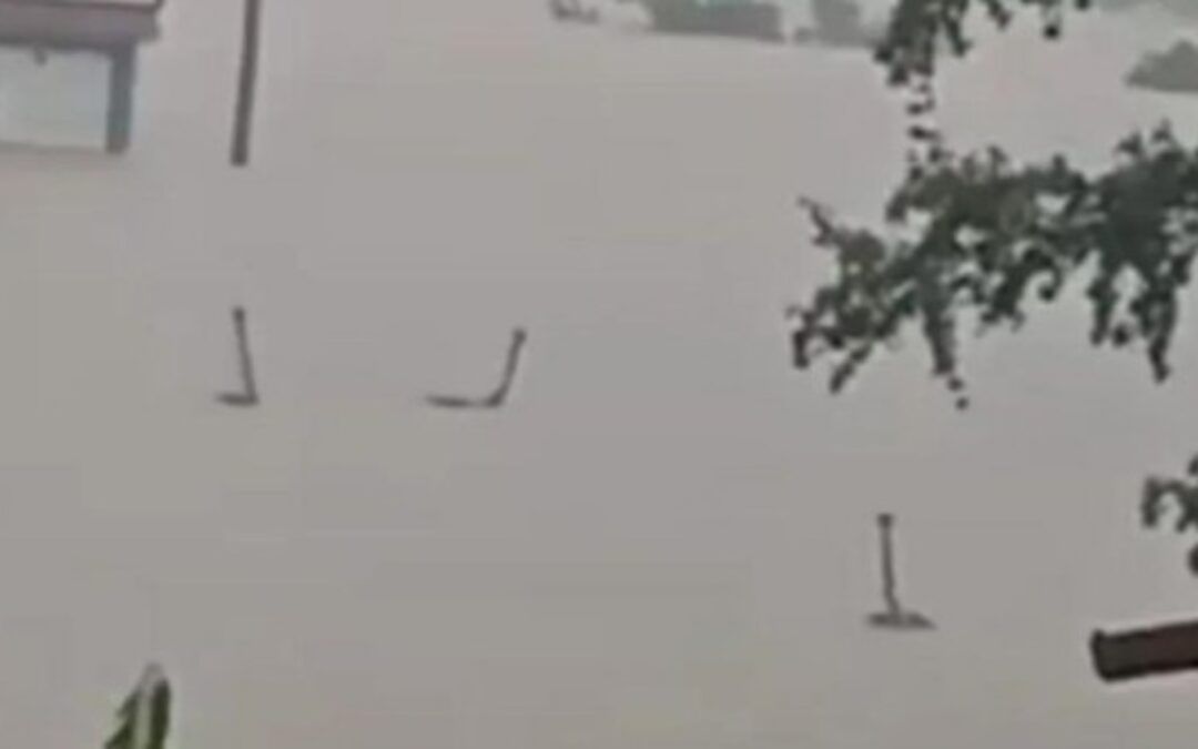 Hundreds of venomous snakes escape into flooded city