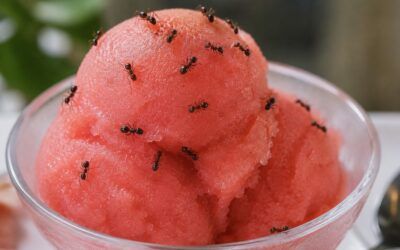 Michelin chef faces jailtime after allegedly serving 49,000 ants with dessert