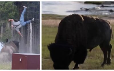 Watch: Massive bison sends man flying in terrifying Yellowstone encounter