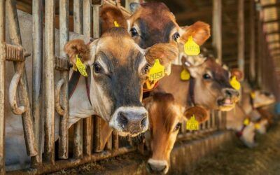 Wisconsin dairy groups cheer farm bill progress in D.C.
