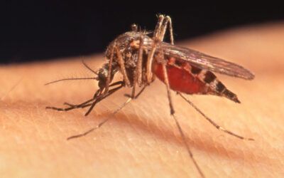 Ancient mosquito virus plagues Western Florida